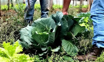 Prefeituras Correndo Contra o Tempo: Prazo Curto para Aderir ao Programa de Aquisição de Alimentos (PAA) em 2026 com Doação Simultânea