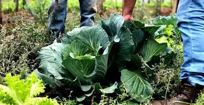 Prefeituras Correndo Contra o Tempo: Prazo Curto para Aderir ao Programa de Aquisição de Alimentos (PAA) em 2026 com Doação Simultânea