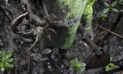 Mercúrio e Chumbo em Caranguejos: Estudo Revela Contaminantes em Manguezais do Paraná e Preocupa Comunidade Caiçara