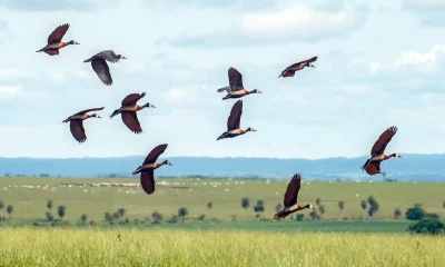 Profetas da Chuva e IA: Como a Natureza Revela o Estresse Ambiental em Recife e Além