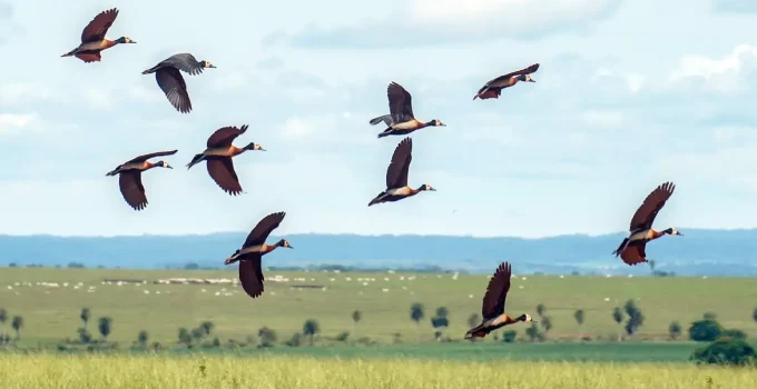 Profetas da Chuva e IA: Como a Natureza Revela o Estresse Ambiental em Recife e Além