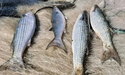 Alerta para Pescadores: Pesca de Tainha por Arraste de Praia é Suspensa Após Atingir 90% da Cota Anual