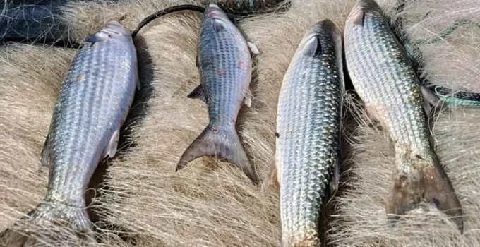 Alerta para Pescadores: Pesca de Tainha por Arraste de Praia é Suspensa Após Atingir 90% da Cota Anual