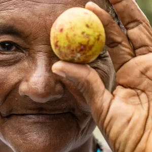Catadoras de Mangaba em Aracaju: A Luta de Mulheres Guardiãs da Natureza Contra a Especulação Imobiliária