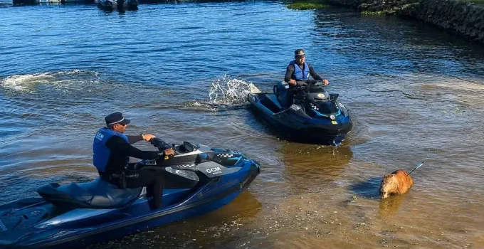 Capivara é assassinada com flecha na Represa de Guarapiranga, em SP; autoridades investigam caça ilegal