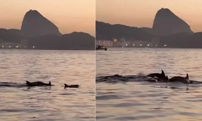 Golfinhos-nariz-de-garrafa encantam banhistas no Arpoador, Rio de Janeiro, indicando águas saudáveis e seguras para todos