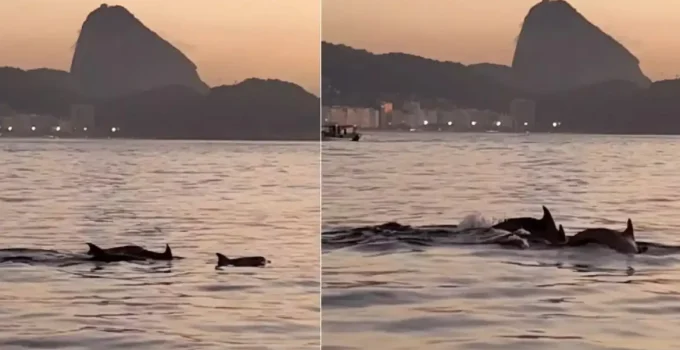 Golfinhos-nariz-de-garrafa encantam banhistas no Arpoador, Rio de Janeiro, indicando águas saudáveis e seguras para todos