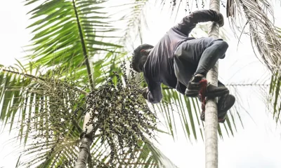 Amazônia Legal: Governo Destina R$ 132 Milhões para Regularização Fundiária e Combate ao Desmatamento com Apoio a 7 Mil Famílias