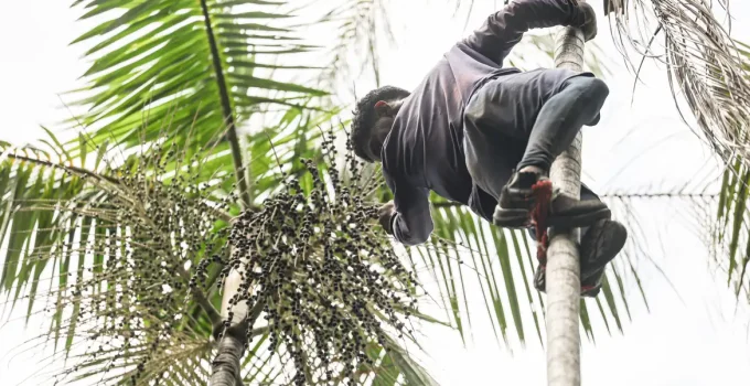 Amazônia Legal: Governo Destina R$ 132 Milhões para Regularização Fundiária e Combate ao Desmatamento com Apoio a 7 Mil Famílias